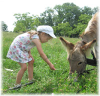 une petite fille donne  manger  un ne
